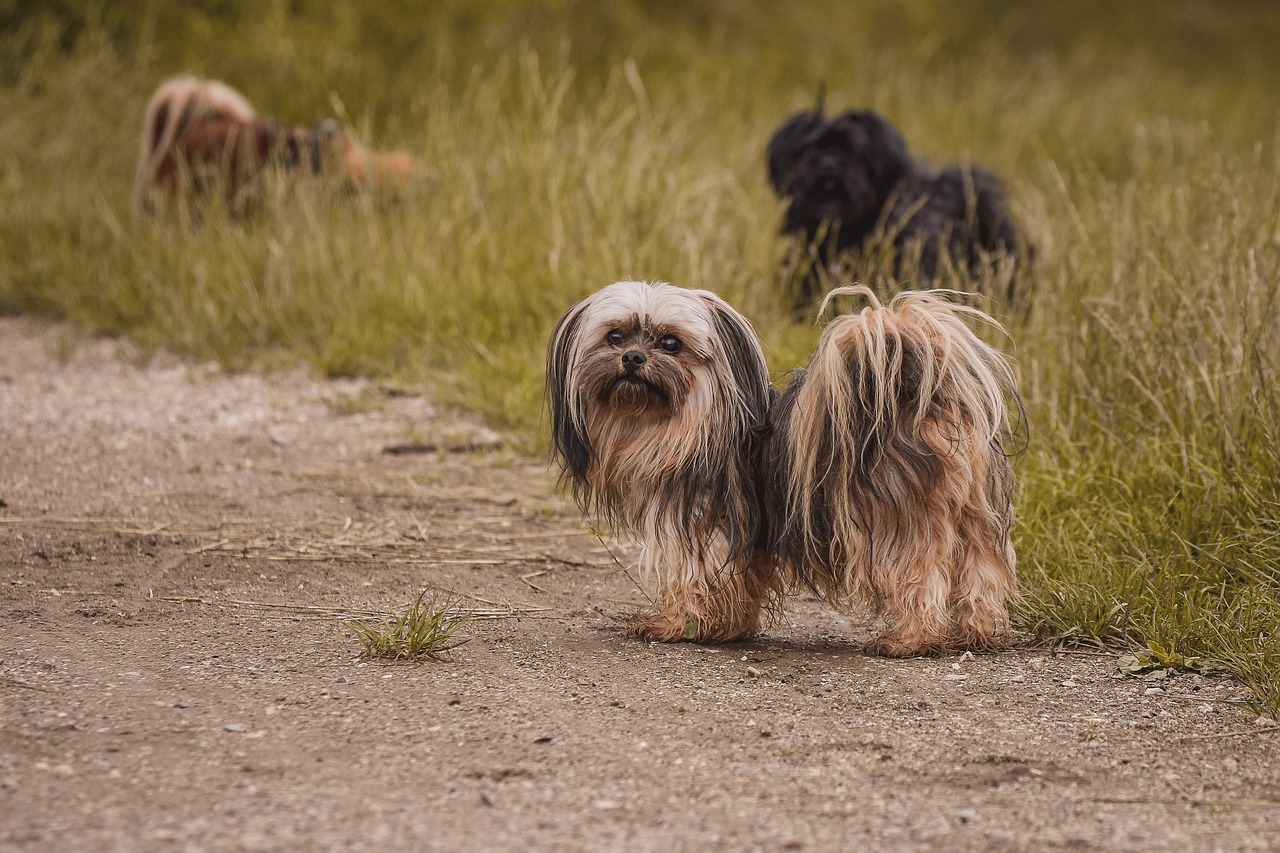 The Traits of the Yorkshire Terrier - A Spunky Companion